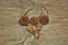 Acorns And Sycamore Seed Pods Arranged On A Wood Grain Background.