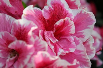 close up of pink hydrangea