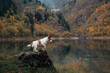 dog at a mountain lake in autumn. Traveling with a pet. Jack Russell Terrier on nature background
