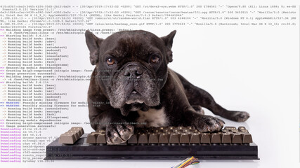 Bulldog with computer keyboard and stock data
