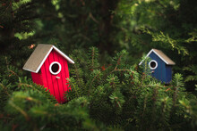 Bright Colored Birdhouses In The Crown Of A Tree Are Ready To Be Populated By Chicks - Do It Yourself Bird Nests Handmade