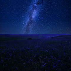 Wall Mural - stars over summer floral meadow
