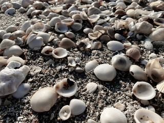 beaches in singer island in Palm Beach Florida  sea shells and sand 