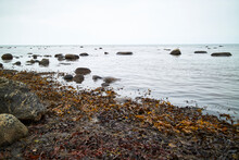 Seaweed On A Gloomy Dark Beach In Denmark