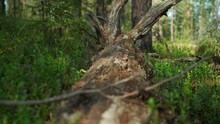 Dead And Fallen Tree In The Siberian Forest In Summer