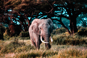 Wall Mural - Elephants in Amboseli Nationalpark, Kenya, Africa