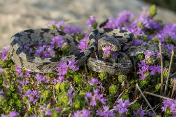 Canvas Print - A European Cat Snake, or Soosan Snake, Telescopus fallax, curled up on Mediterranean Thyme in Malta.