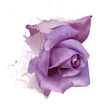 A luxurious purple rose, close-up on a white background, with elements of a sketch. The fabulous beauty and rebelliousness of the rose, as a symbol of strength