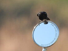 Bird On A Bike Mirror ... Bushchat