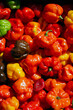 Closeup of colourful Scotch bonnet hot chill peppers seen at the market.