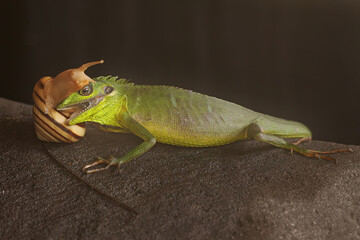 A Sumatran bloodsucker lizard eating a snail. This reptile from Sumatra Island, Indonesia has the scientific name Bronchocela hayeki. 