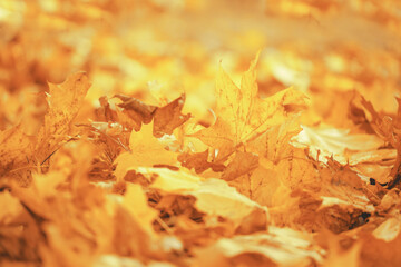 Wall Mural - Fall banner. Beautiful autumn yellow and red foliage in golden sun. Falling leaves natural background landscape. copy space, selective focus. Full frame