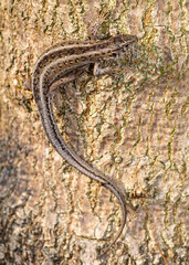 Poster - Closeup shot of a lizard crawling up to the tree