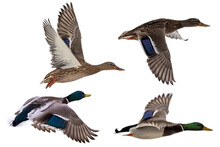 Four Mallard Ducks On White In Flight