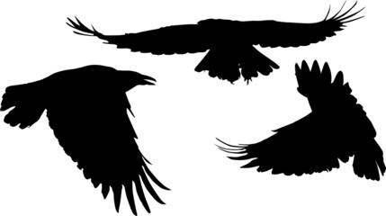 Sticker - set of isolated three crows big black silhouettes