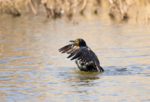 A Double Crested Cormorant On A Pond. Taken In Alberta, Canada