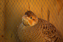 Wild Brown Bird In Cage, Wildlife Animal Close Up Chukar Partridge  National Birds Of Pakistan