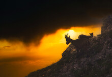 Silhouette Of Two Goats On A Mountain Ledge At Sunset, Switzerland