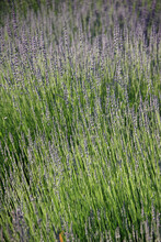 Full Frame Close-up View Of Green Grass With Purple Panicles