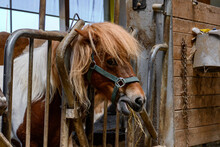 Pony Eating Hay In Barn.