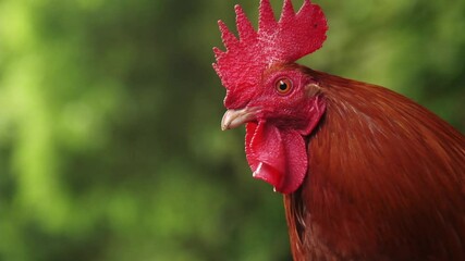 Poster - A cute rooster in the wild forest in Ilha de So Miguel, Azores, Portugal