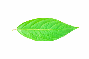 Wall Mural - Ylang-ylang leaf isolated on white background. (Cananga odorata (Lamk.)