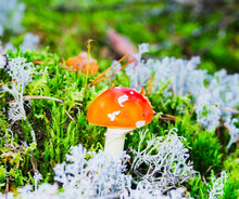 Young Fly Agaric In Green And Gray Moss In Autumn Forest