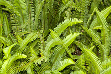 Nephrolepis Cordifolia, Quetzal Tail Or Sawtooth Fern In Guatemala.