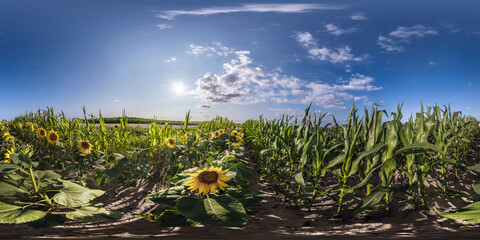 Wall Mural - 360 seamless hdri panorama view in field with corn and sunflowers in sunny day in equirectangular sp