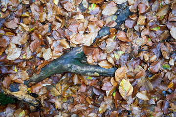 Wall Mural - Top view closeup of a branch of the tree on the ground covered in leaves in the forest