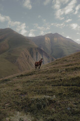 Sticker - Beautiful view of a brown horse standing on the grass in the field on the hill on a gloomy day