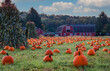 Pumpkins arranged on a farm with red barn in morning dew with fluffy clouds and blue sky for idyllic fall scene