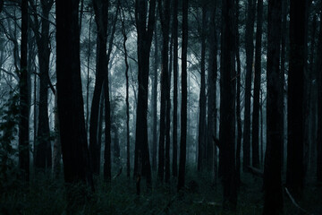  forest in fog