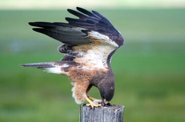 Wall Mural - Swanson's redtail hawk with field mouse on a fence post.