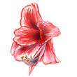 A single watercolor drawing of a red Hippeastrum flower. A botanical watercolor illustration of a delicate Hippeastrum flower is isolated on a white background.