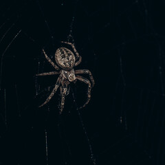 spider on web