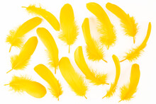 Yellow Feathers Scattered On White Background