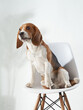 the dog is sitting on a chair. Beagle at indoor on a white wall background