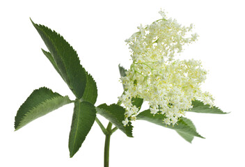 Sticker - Elderberry flowers isolated on white background.