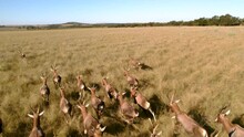 Aerial Footage Of A Herd Of Antelope Running, Blesbok, Blesbuck In South Africa Safari Wildlife