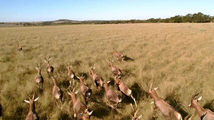 aerial footage of a herd of antelope running, blesbok, blesbuck in south africa safari wildlife