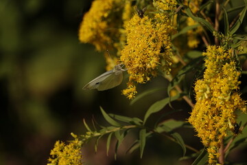 Sticker - bee on flower