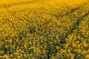 Fotomurales - Blooming field of rapeseed crop flowers , high angle view drone photography