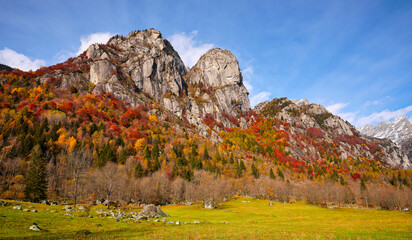 Forest, Autumn, Beech tree, Val Masino, Rhaetian Alps, European Alps, fall,  Flora, Birch, Foliage, Italy, Maple tree, Mountain, Orange, Park, Peak, Red,  White, acacia, background, beauty, botany, br