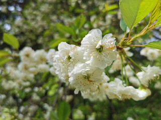 A branch of double cherry (lat. Cerasus vulgaris Mill. f. plena (L.) Sok) with white flowers on a background of green and blue sky.