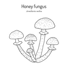 Honey Fungus Armillaria Mellea , Edible Mushroom.