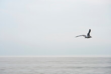 Flying Seagull Over Sea In A Minimal Background