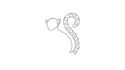 Poster - Animation of one line drawing of cute funny sitting lemur for logo identity. Marsupial animal mascot concept for conservation national park icon. Continuous line self draw animated. Full length motion