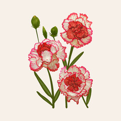 Canvas Print - Illustration drawing of Dianthus caryophyllus