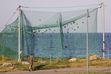 Large Bird Trap At The Ornithological Station In Lithuania Located At Cape Vente Near Curonian Lagoon .Birds Catching In Nets With Purpose To Follow Their Migration Route. 